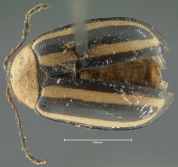 Media type: image;   Entomology 4410 Aspect: habitus dorsal view
